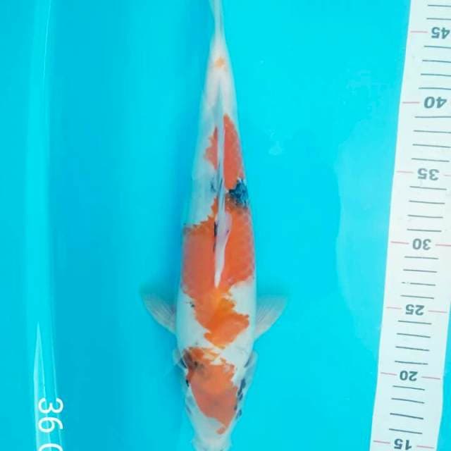 SANKE INAZUMA 36 CM