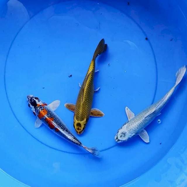 Mix mantab 23-24 cm