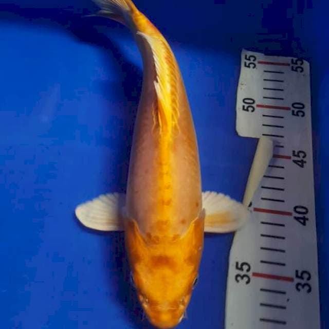 Golden Jantan Punukan
