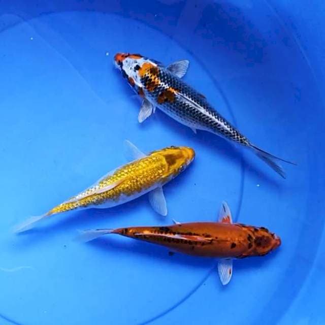 Mix