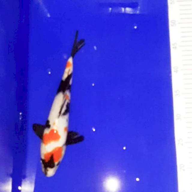 Kindai showa 28 cm