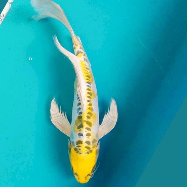 Yellow Kumpay 30cm