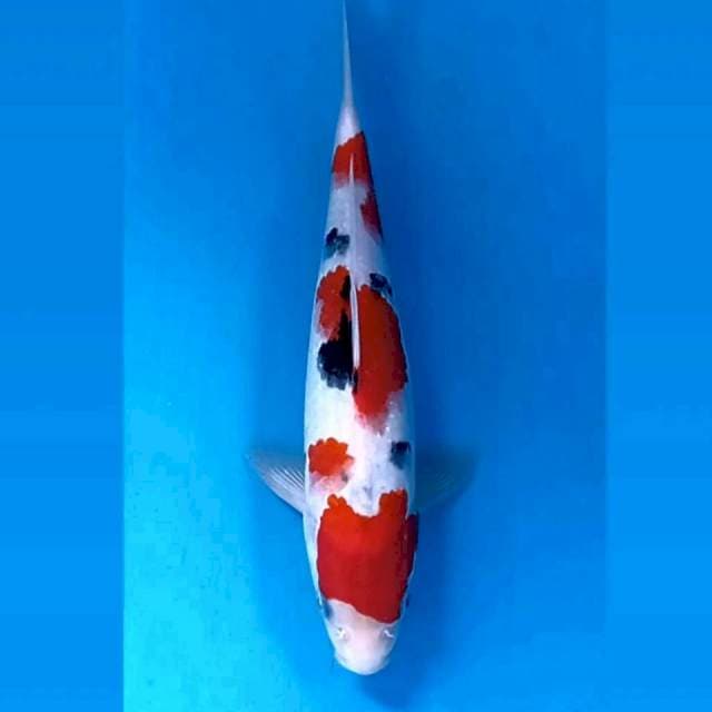 Sanke "male", 25 cm