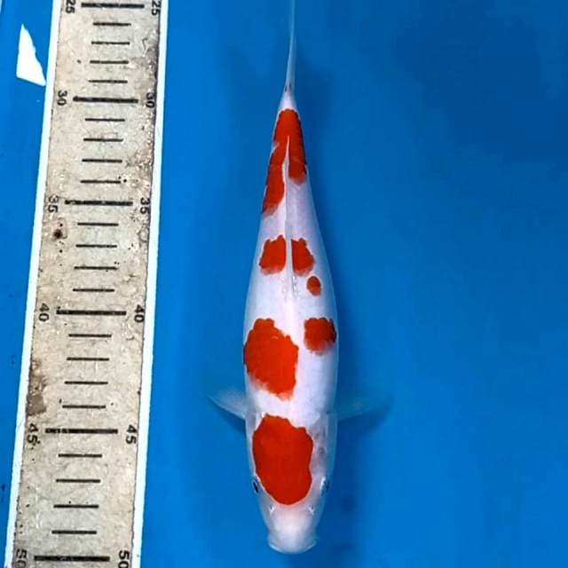 Kohaku, 24 cm