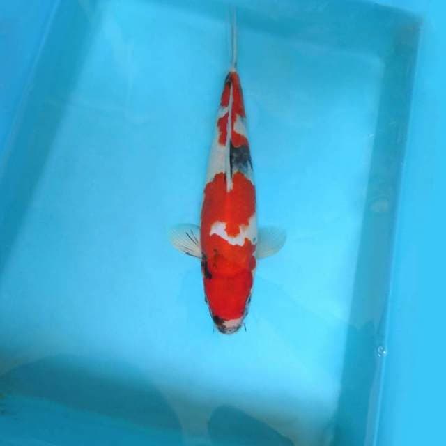 IZUMO TAISHA 9 ~ EVOLUTION SHOWA PROSPECT,-