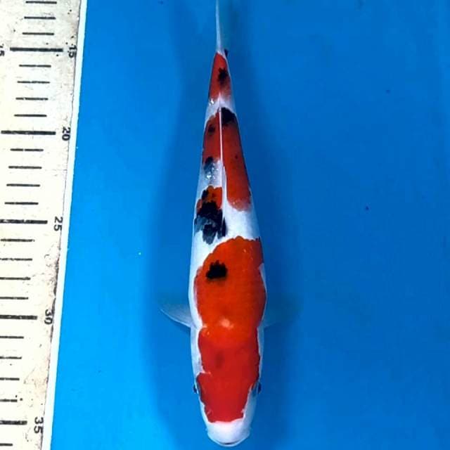 Sanke, 24 cm