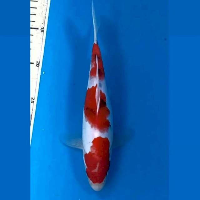 Sanke, 24 cm