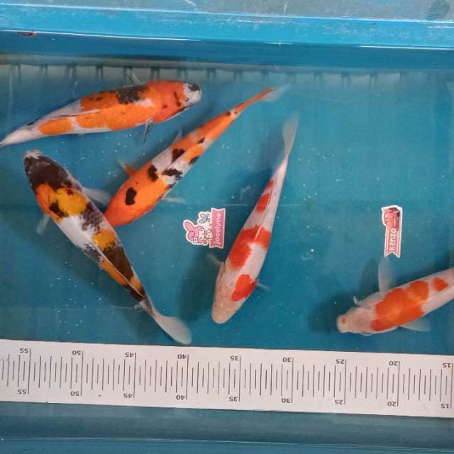 Paket mix 5ekor
