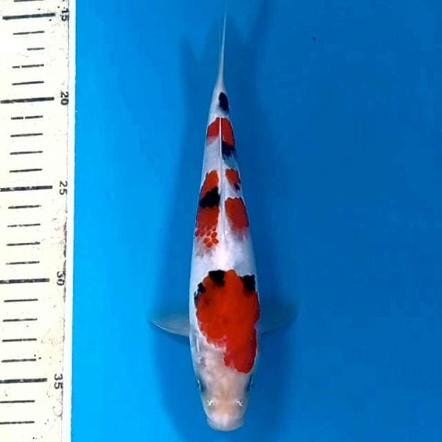 Sanke, 21 cm