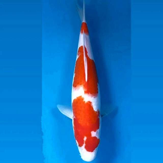 Kohaku, 30 cm