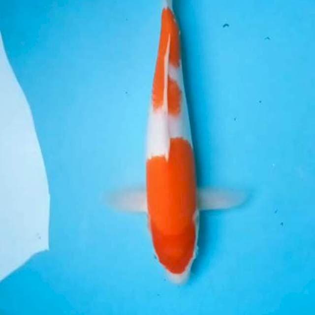 Kohaku 28cm