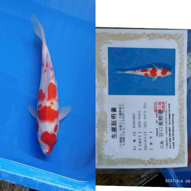 Kohaku 28cm Taniguchi B