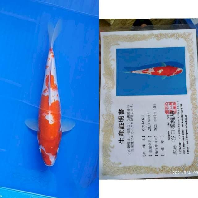 Kohaku 28cm Taniguchi