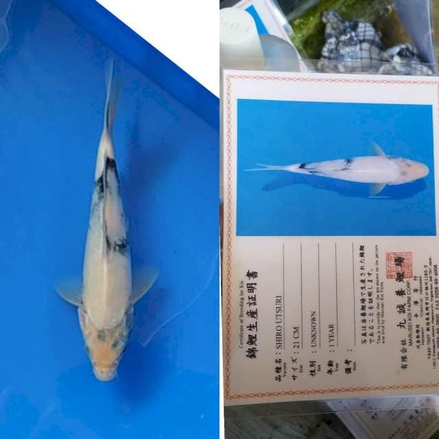 Shiro Utsuri 25bu Marusei