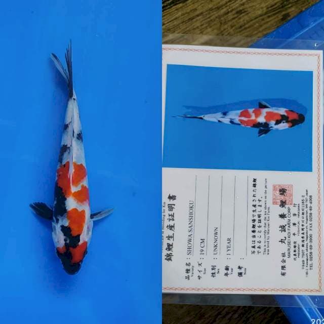 Showa Sanshoku 25bu Marusei joss