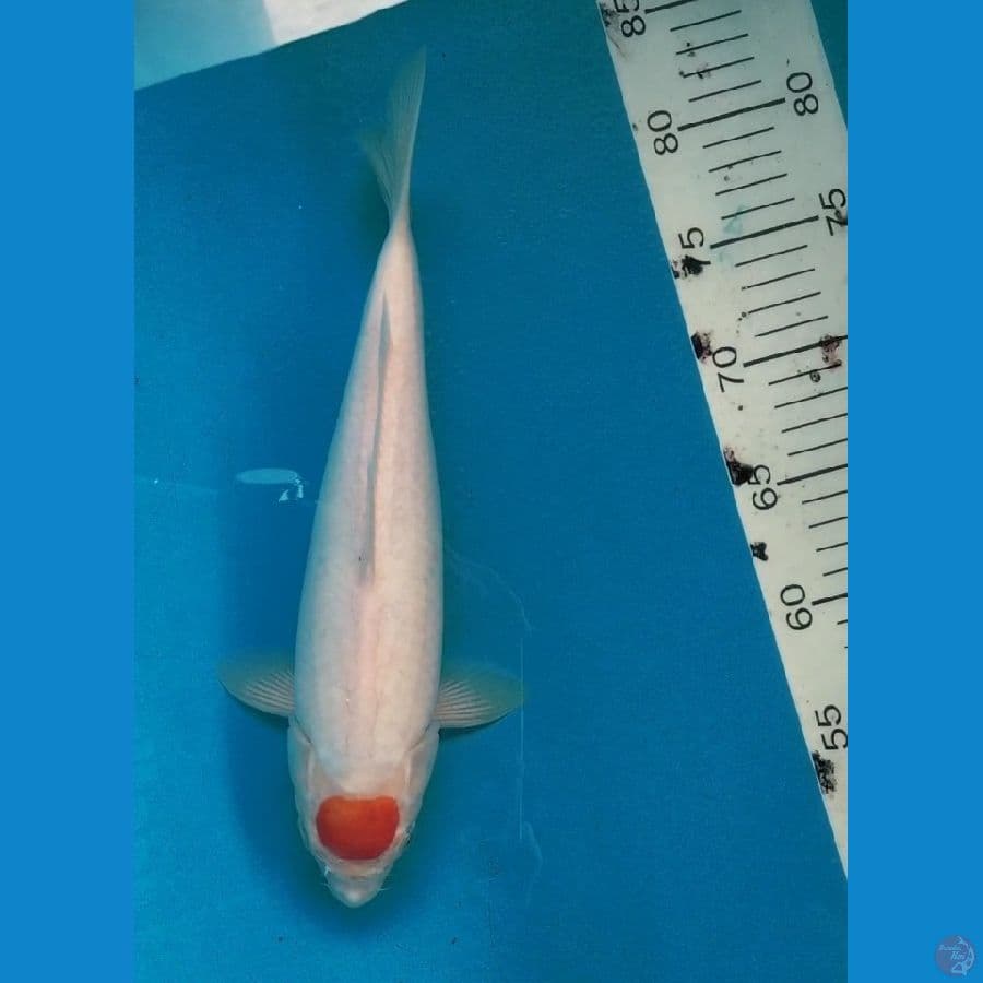 1.TANCHO SANKE TATEGOI - 31 cm/fm