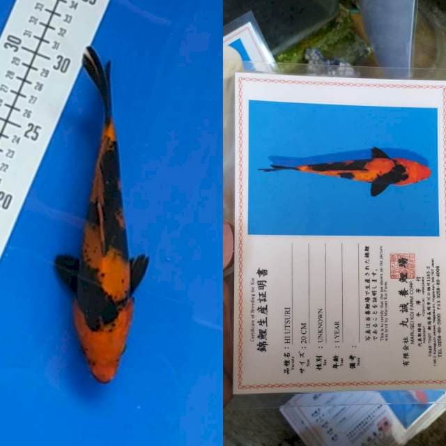 Hi Utsuri 25bu Marusei