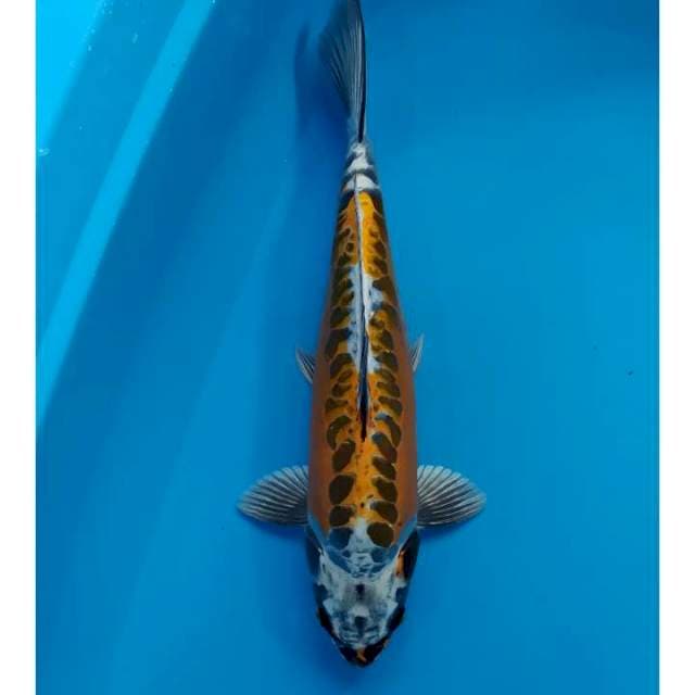 kiko berpunuk 36 cm