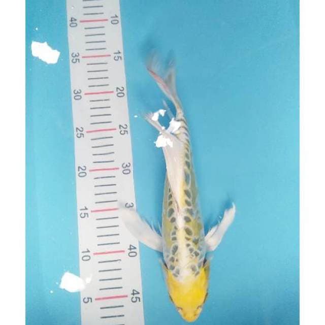 Yello kumpay doit 33 cm
