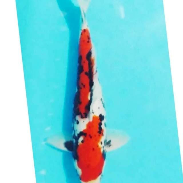 *matsukawa 37cm