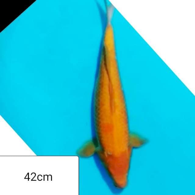 Jumbo beni karasi 42cm