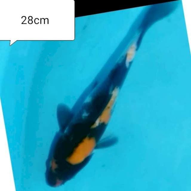 Showa 28cm
