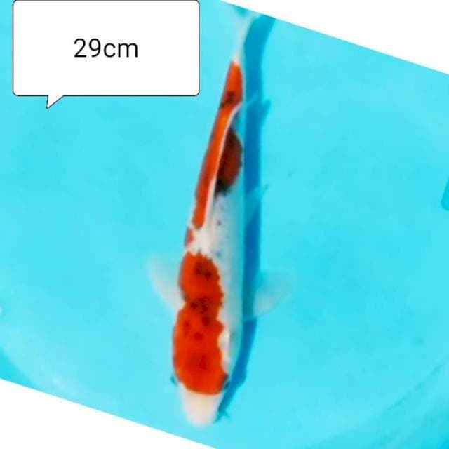 Goshiki racing 29cm