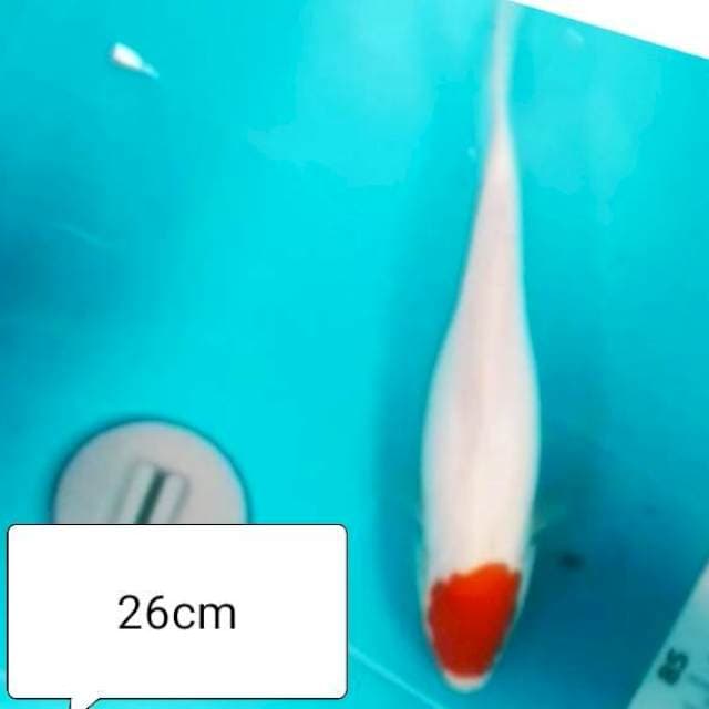 Tc kohaku doit ori 26cm