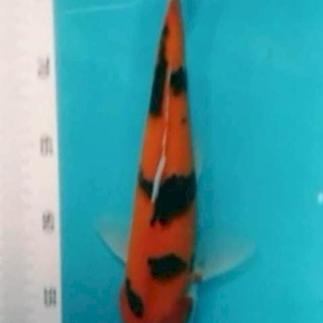 Aka beko 31cm