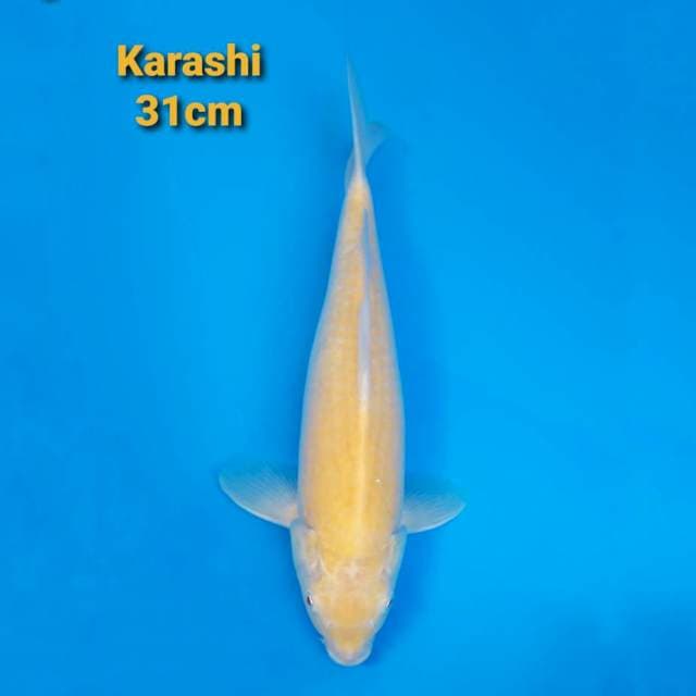 F1 Karashi Akame 31cm
