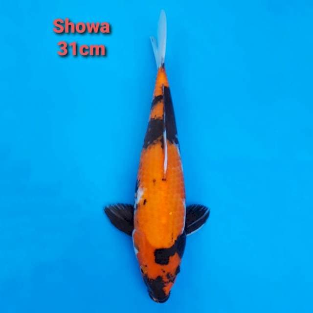 Showa Sanshoku 31cm