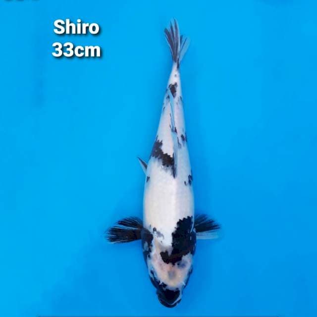 Shiro Utsuri 33cm