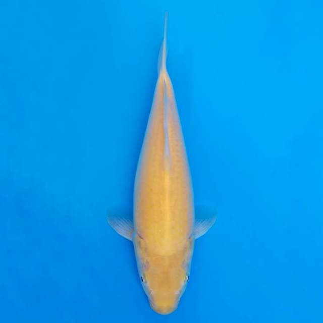 F1 Karashi Akame 28cm