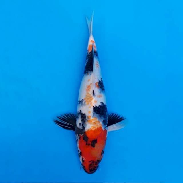 F1 Showa Kanoko 28cm