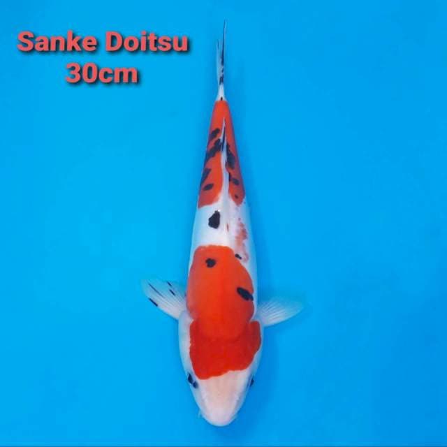 F1 Doitsu Sanke 30cm