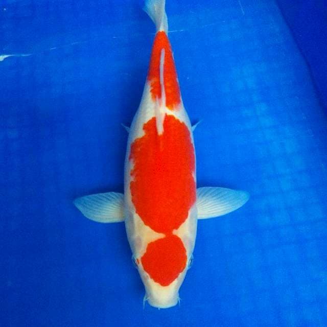 MARUTEN KOHAKU ORI 35Bu