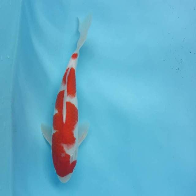Kohaku