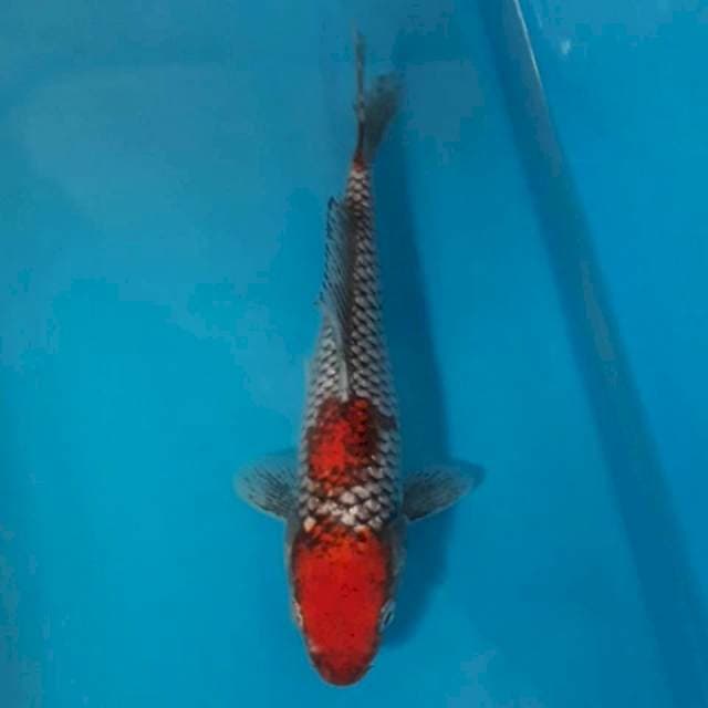 Beni Matsukawa 20 cm