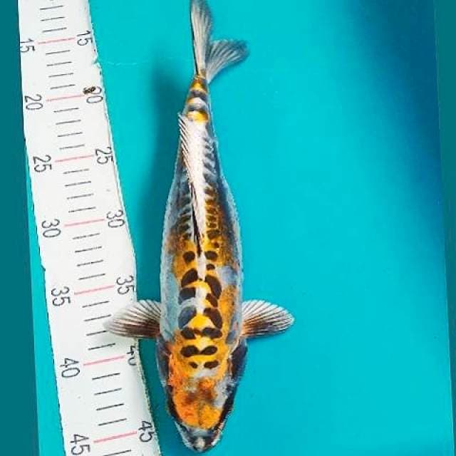Kujaku Doit 32 cm