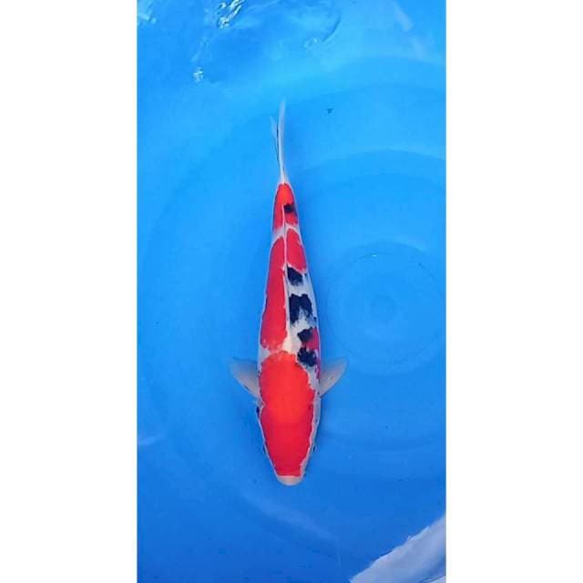 Red Strong Sanke 30cm (M)