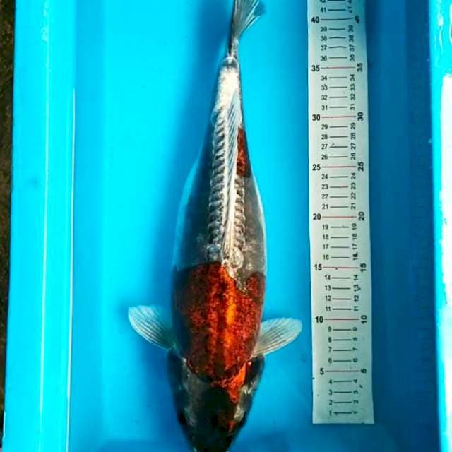 Kikokuryu 47 cm