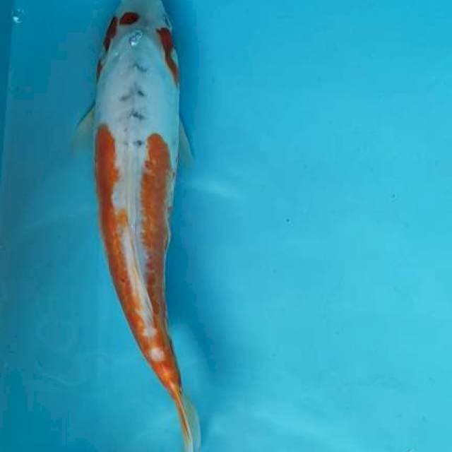 Mizu shushui