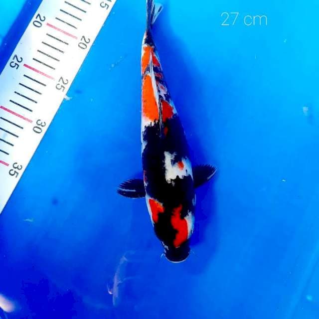 Showa 27 cm
