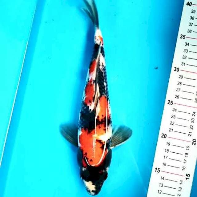 Showa 29cm