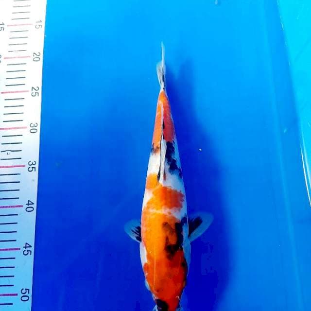 Showa 31 cm