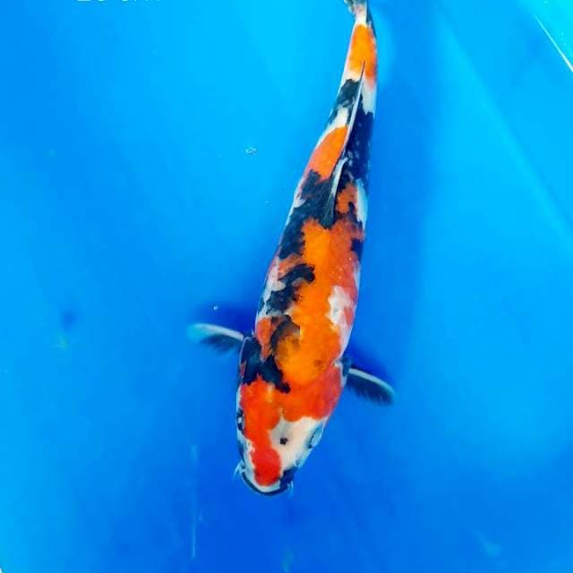 Showa 26 cm