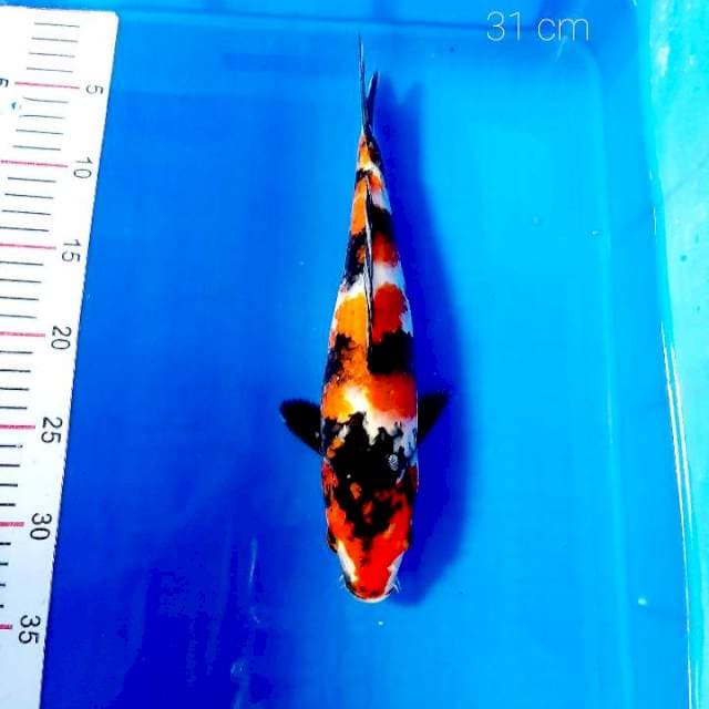 Showa 31 cm