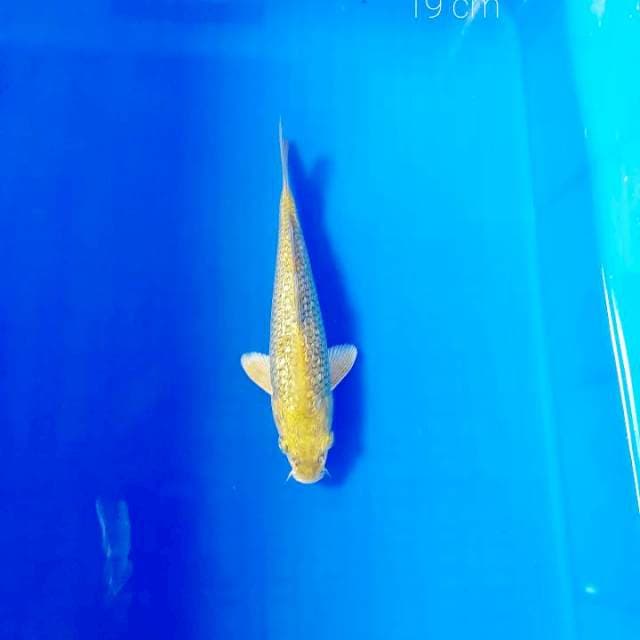 Midori ginrin 19 cm