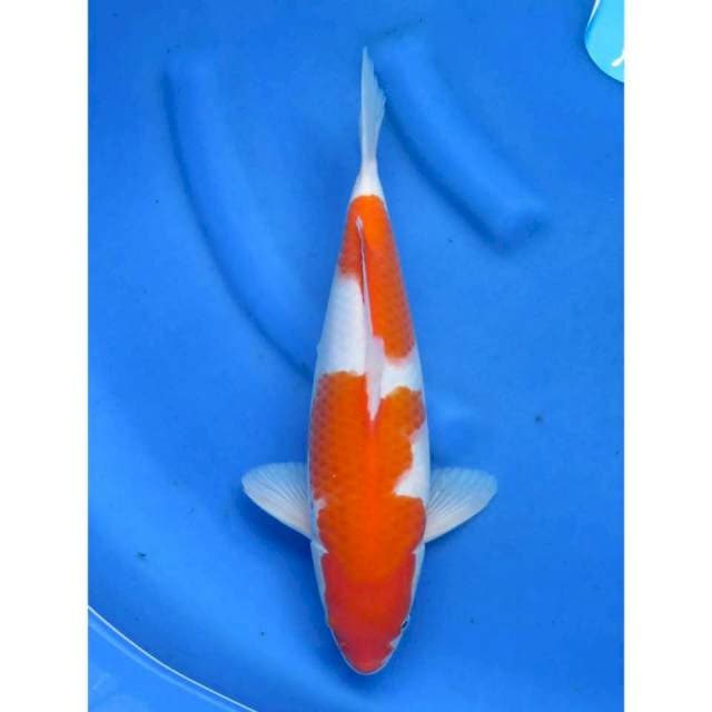 35cm - Nidan Kohaku