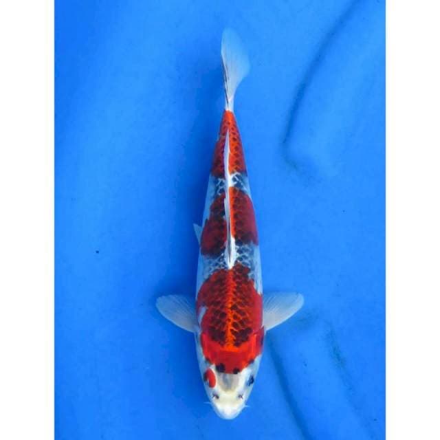 27cm - Red Sandan Goshiki